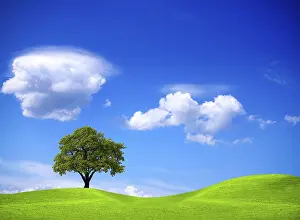 Agricultural Landscapes Stampe: Ecology and Environment