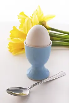 Bivalve Shell Images Stampe: Eggcup