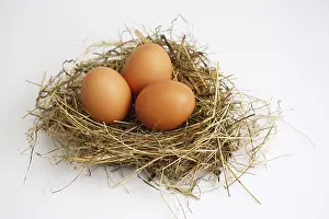 Brown Eggs Stampe: Three eggs in a nest: Easter