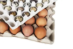Studio Shot Of Eggs Stampe: Eggs in the package on a white background