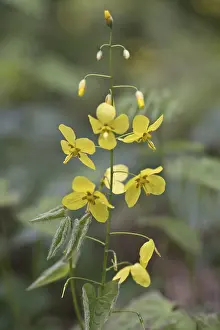Lower Saxony Botanicals Stampe: Elfflower (Epimedium peralchicum)