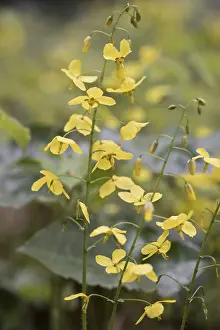 Germany Flora Stampe: Elfflower (Epimedium peralchicum)