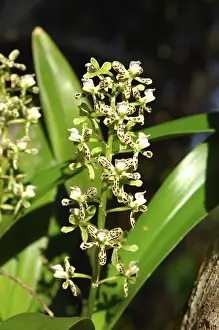 South American Nature Reserve Stampe: Encycila orchids Encycila spec