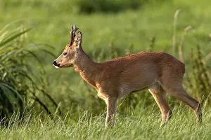 Wild Animal Behavior Europe Stampe: At the end of the first decade of August