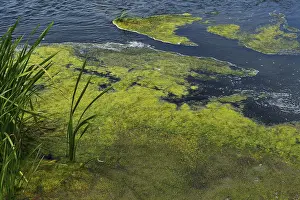 Deserted River Landscape Stampe: Environment, algae formation in the river