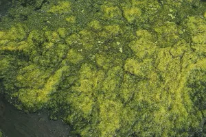 Hydrophytic Plant Species Stampe: Environment, algae formation in the river