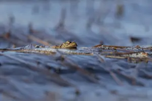 Amphibian Wildlife Photography Stampe: Erdkrote (Bufo bufo), Mannchen