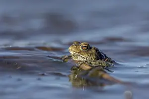 Wild Animal Mating Behavior Stampe: Erdkrote (Bufo bufo), Mannchen