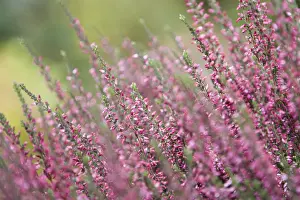 Heather Family Plants Stampe: Ericaceae