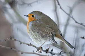 European Robin Stampe: Erithacus rubecula, robin, robins