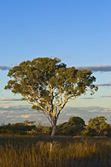 Eucalyptus Tree Stampe: Eucalyptus tree (Eucalyptus spec)