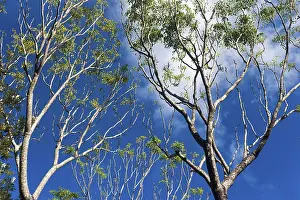 Eucalyptus Tree Stampe: Eucalyptuses (Eucalyptus), tree