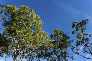 Eucalyptus Tree Stampe: Eucalyptuses (Eucalyptus), tree