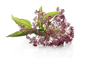 Studio Shot Flora Stampe: Eupatorium