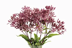 Spermatophyte Plant Life Stampe: Eupatorium (Eupatorium)