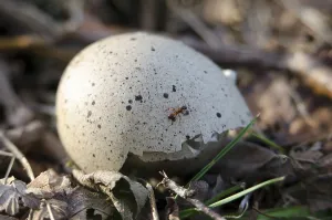Deserted Waterfowl Habitat Stampe: Eurasian Coot, eggshell