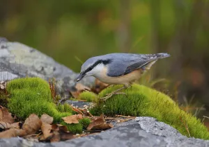 Wooded Landscape Scenery Stampe: Eurasian Nuthatch when foraging