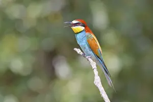 Bird Sitting On A Branch Stampe: European bee-eater (Merops apiaster) sitting on a branch