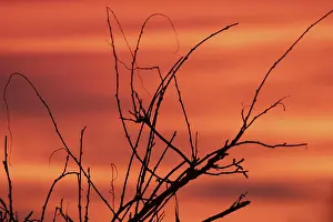 Empty Countryside Landscapes Stampe: Evening red twigs in front of reddish cloud structures