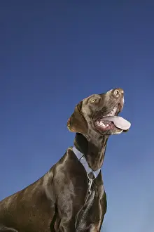 One Person With Dog Stampe: Expectations