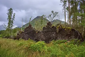 Argyll And Bute Landscapes Stampe: Exposed root structures of fallen trees under cloudy skies