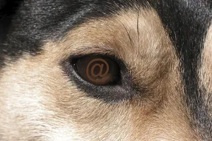 Macro Eye Photography Stampe: Eye with @ e-mail sign