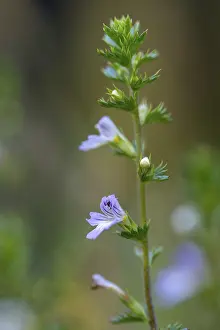 Medicinal Plant Stampe: Eye rust, brownroot, euphrasia spec