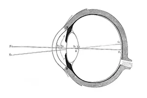 Anatomy Of The Eye Stampe: Eye, schematic representation