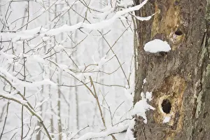 Winter Germany Landscape Stampe: Face-like structure in tree bark