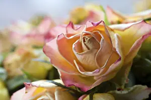 Colorful Nature Scene Stampe: Detail of a fading rose