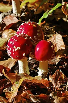 Red Fly Agaric Mushroom Stampe: Fairytale toadstools in the forest
