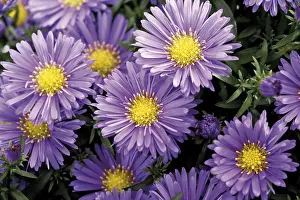 Empty Studio Background Photos Stampe: Fall asters (Aster)