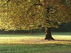 Autumnal Landscape Photography Stampe: Fall atmosphere