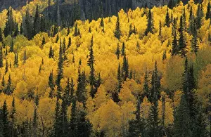 Colourful Forest Landscapes Stampe: Fall coloured forest in the Wasatch Range