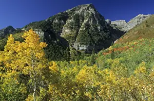 Colorful Autumn Leaves Stampe: Fall coloured forest in the Wasatch Range