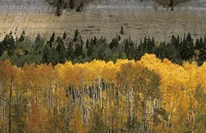 Deciduous Forest Landscape Stampe: Fall coloured forest in the Wasatch Range