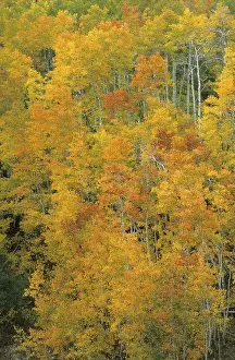Deciduous Tree Plantation Stampe: Fall coloured forest in the Wasatch Range