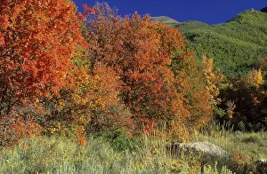 Deciduous Forest Landscape Stampe: Fall coloured maple trees in the Wasatch Range