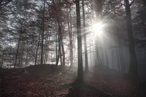 Autumn Forest Germany Stampe: Fall image with a shadowed forest