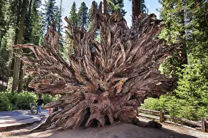 Giant Sequoia Stampe: Fallen monarch, root of sequoia (Sequoioideae)