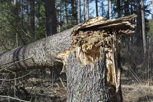 Symbolic Tree Picture Stampe: Fallen tree due to storm damage