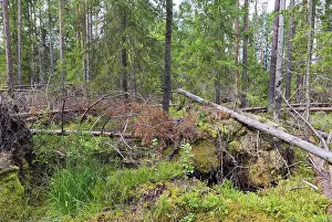 Empty Forest Landscape Photo Stampe: Fallen trees in the forest