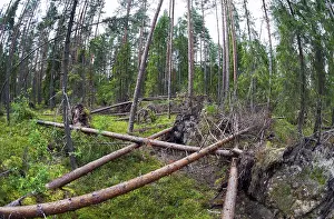 Russian Nature Photography Stampe: Fallen trees in the forest