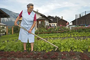 Vegetable Garden Stampe: Farmer working on the farm, weeding the vegetable patch