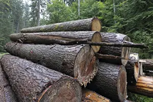 Forest Management Practices Stampe: Felled tree trunks