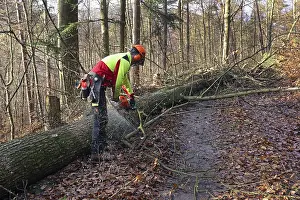 Forest Management Practices Stampe: Felling a tree