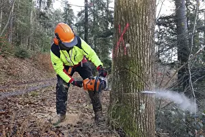Woodcutting Techniques Stampe: Felling a tree