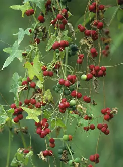 European Garden Plants Stampe: Fence beet