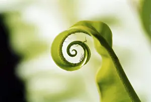 Multi Colored Plant Life Stampe: Fern