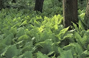 Lush Green Leaves Stampe: Fern